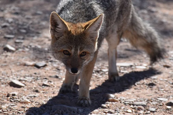 Małych Fox Argentynie — Zdjęcie stockowe