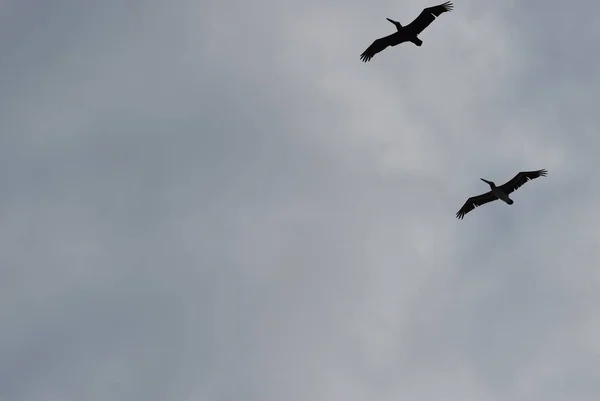 Två Fåglar Som Flyger Molnig Himmel — Stockfoto