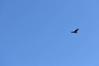 Mavi gökyüzünde uçan kuş