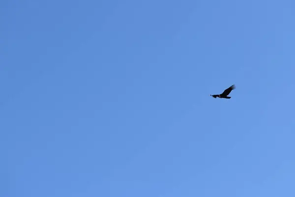 Pták Letící Modré Obloze — Stock fotografie