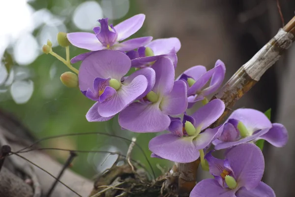 Flor Orquídea Colorida Elegante — Fotografia de Stock