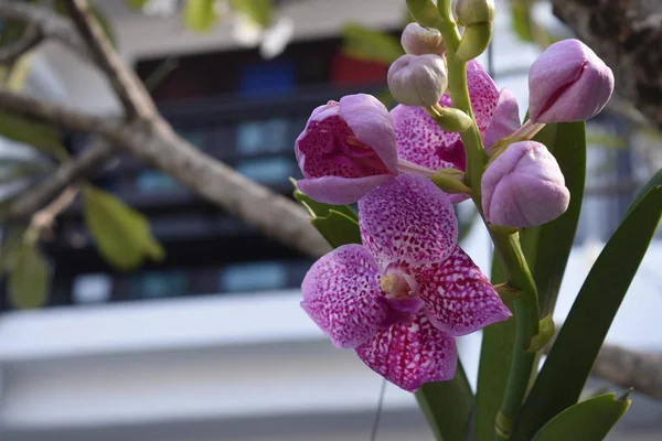 Flor Orquídea Colorida Elegante — Fotografia de Stock