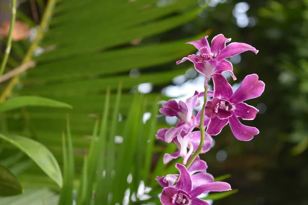 Colorato Elegante Fiore Orchidea — Foto Stock