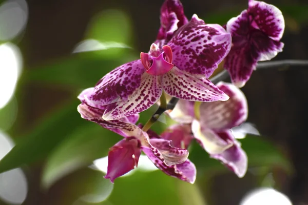 Flor Orquídea Colorida Elegante — Fotografia de Stock