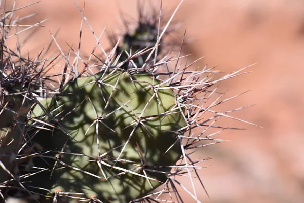 Las Espinas Del Cactus —  Fotos de Stock