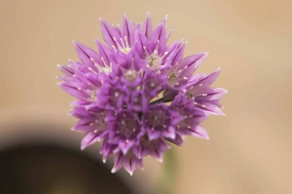 Fialový Květ Ciboulette — Stock fotografie