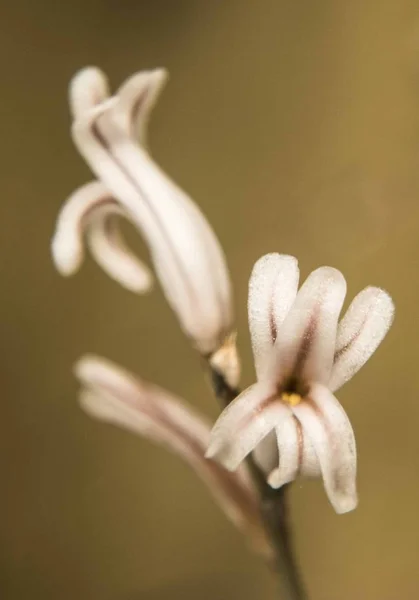 Malý Bílý Květ Sukulentní Rostlinu — Stock fotografie