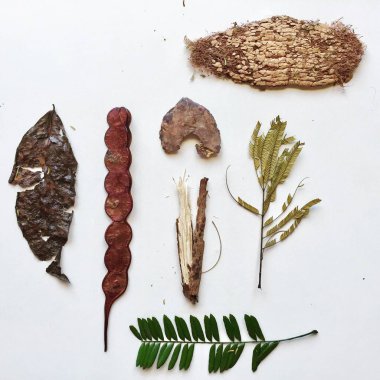 Seleccin de hojas otonales ayık fondo blanco