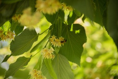 Ihlamur çiçek ve bir arı