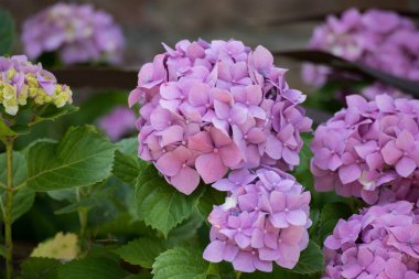 Büyük menekşe ortanca çiçek