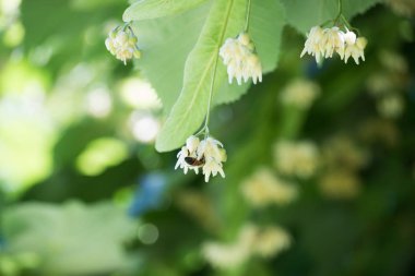 Ihlamur çiçek ve bir arı