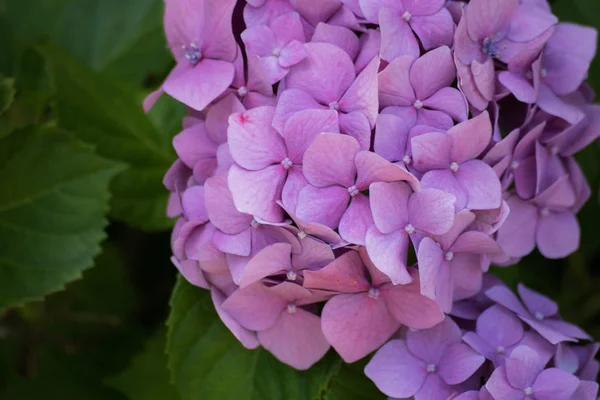 Große Violette Hortensienblüte — Stockfoto