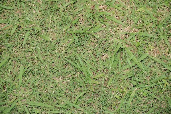 春天的草的纹理 — 图库照片