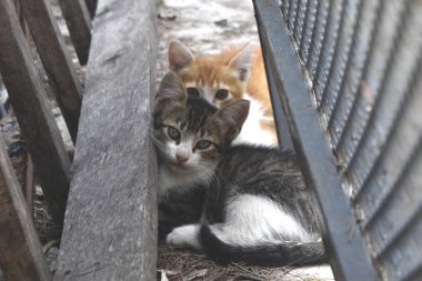 İki küçük kedi kameraya bakıyor.