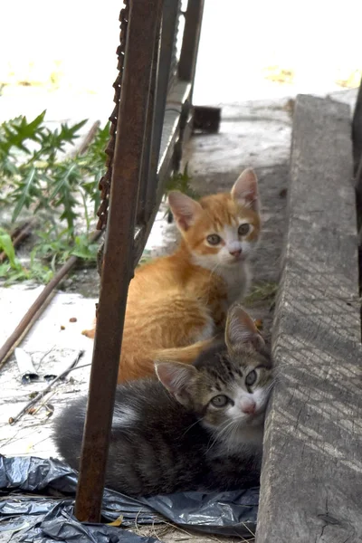 Dois Gatos Pequenos Assistindo Câmera — Fotografia de Stock