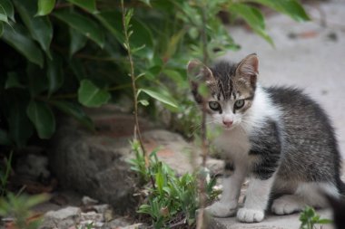 Bir bahçe içinde bir küçük gri kedi