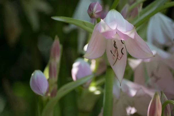 春天美丽的粉红色花 — 图库照片