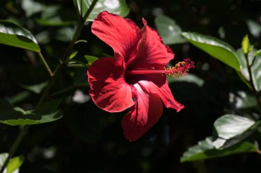 Bir Hibiscus kırmızı çiçek