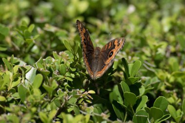 kahverengi ve turuncu kelebek