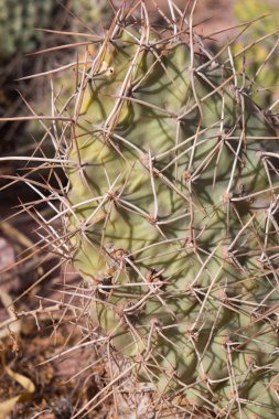 Jujuy, Arjantin 'de Kaktüs