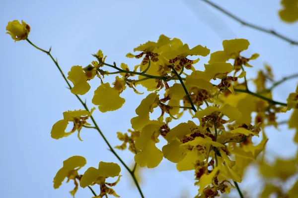 泰国曼谷的黄兰花 — 图库照片