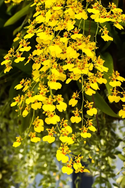 Gula Orkidéer Bangkok Thailand — Stockfoto