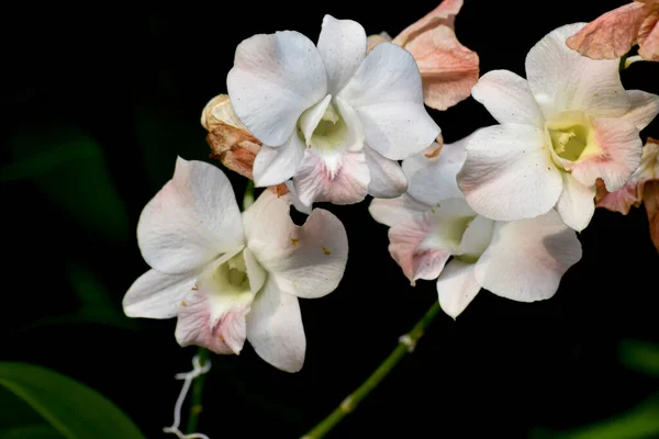 Orquídea Bonita Bangkok Tailândia — Fotografia de Stock