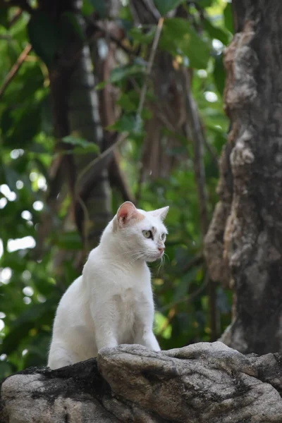 Gato Branco Nas Rochas — Fotografia de Stock