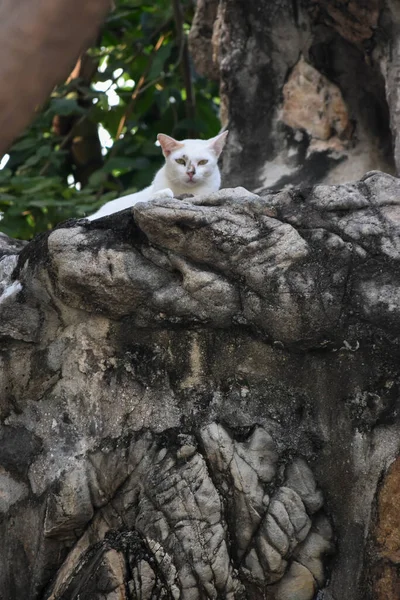 Gato Branco Nas Rochas — Fotografia de Stock