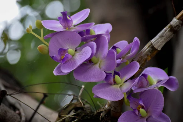 Close Orquídeas Violetas — Fotografia de Stock