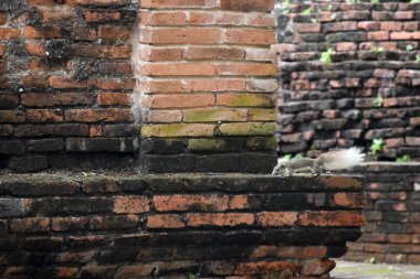 Ayutthaya harabelerinde ağaç sincabı