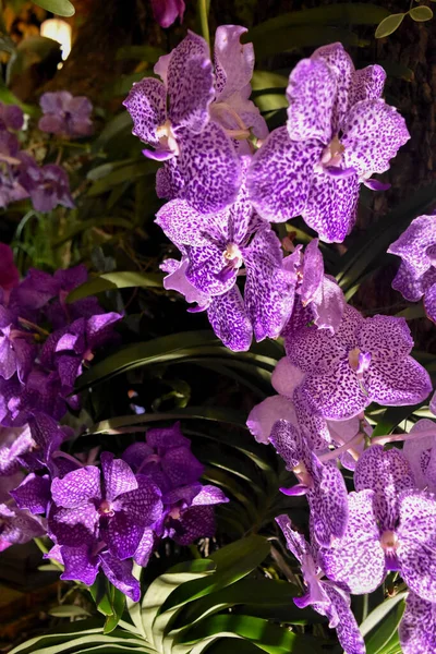 Close Orquídeas Violetas — Fotografia de Stock