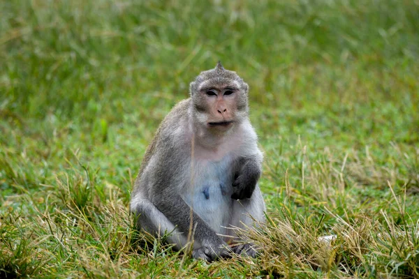 Małpka Kambodży — Zdjęcie stockowe