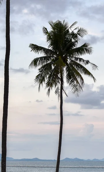 ヤシの木 タイの風景 — ストック写真