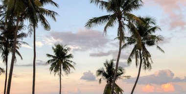 bir palmiye ağacının yaprakları