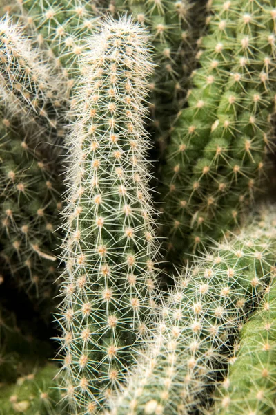 Cactus Naturaleza Primer Plano Planta —  Fotos de Stock