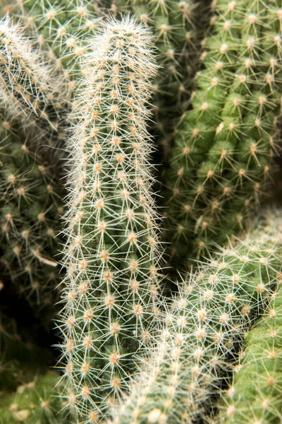 仙人掌大自然 穿上衣服植物 — 图库照片