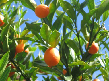 Kumkatlar ağaç dalında