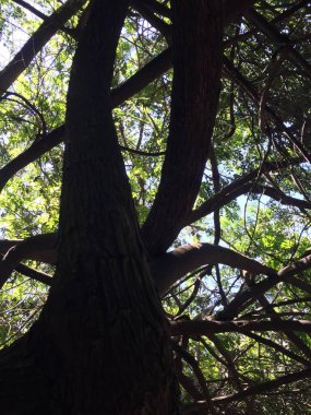 Doğa geçmişi. Ağacın dalları