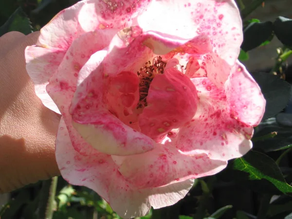 Gros Plan Une Rose Rose — Photo