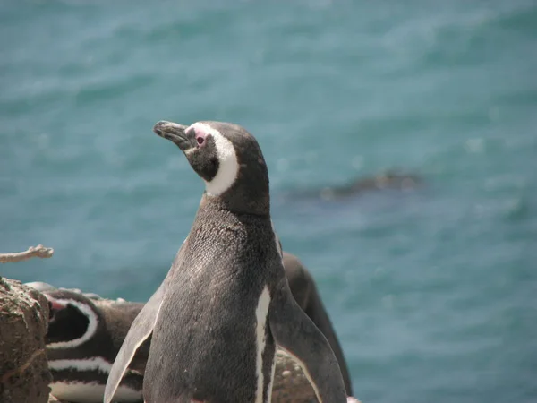 Pingouin Argentine Punta Tombo — Photo
