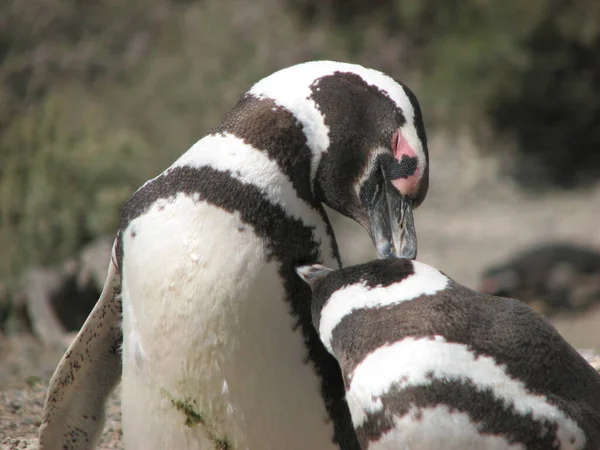 Pinguino Argentina Punta Tombo — Foto Stock