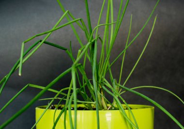 Yeşil Frenk Frenk Frenk Frenk Frenk Frenkotuna yakın çekim