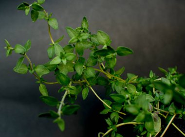 Bir kekik bitkisinin kapanışı