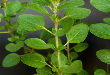 Bir kekik bitkisinin yakınına.