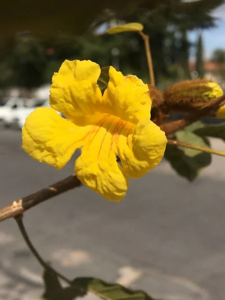 Жовта Квітка Лапачо Дерево — стокове фото