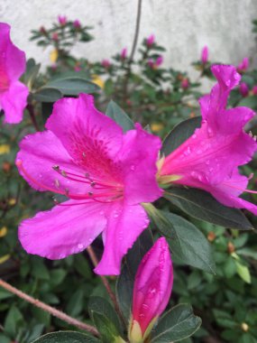 Açelya çiçeğine yakın.