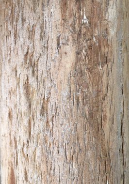 Ağaç gövdesi. Doğa. arkaplan