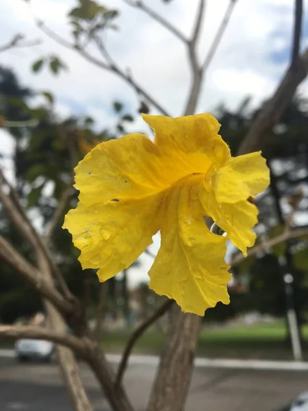 Flor Lapacho Amarillo Árbol — Foto de Stock