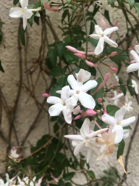 Jazmín Chino Flor — Foto de Stock